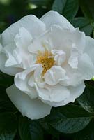 Rosa 'Pearl Drift', a modern shrub rose - a hybrid of Mermaid and New Dawn. Newland End