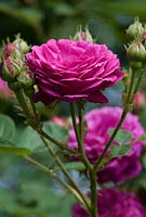 Rosa 'Zigeunerknabe' syn. Rosa 'Gipsy Boy' a Bourbon rose, highly scented 1909. Newland End