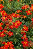 Tagetes 'Red Gem' - signet marigold has edible flowers