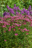 Achillea 'Summerwine' and Stachys monnieri 'Hummelo' in the background