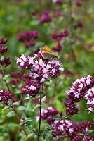 Small Skipper butterfly on Origanum laevigatum 'Herrenhausen'  