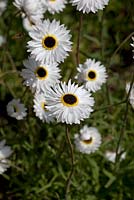 Helipterum Roseum Pierrot - everlasting daisy