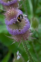 Dipsacus fullonum - Bumble bee on teasel