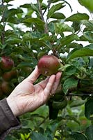 Man picking Malus domestica 'Devonshire Quarrenden', a very old English apple variety with a strawberry like flavour