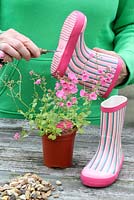Step by step of planting a pair of recycled kids wellies with Diascia 'Little Dancer' - Adding drainage holes with a bradle