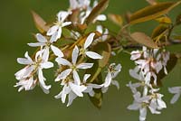 Amelanchier grandiflora 'Robin Hill' 