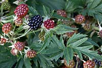 Rubus 'Oregon Thornless'