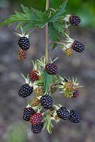Rubus 'Oregon Thornless'