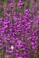 Lythrum virgatum 'Dropmore Purple'
