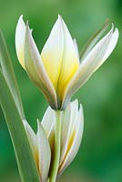 Tulipa tarda - Late tulip, Miscellaneous group 