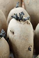 Solanum tuberosum 'Shetland Black' seed potatoes in plastic egg box