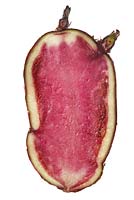 Solanum tuberosum 'Highland Burgundy Red' - Cross section of a seed potato
