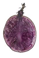 Solanum tuberosum 'Salad Blue' - Cross section of seed potato
