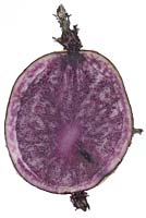 Solanum tuberosum 'Salad Blue' - Cross section of a seed potato