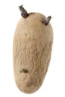 Solanum tuberosum 'Charlotte' AGM seed potato