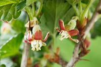 Ribes uva-crispa 'Careless' AGM - Gooseberry  Flower 