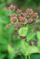 Bupleurum angulosum 'Copper' flowering in June