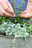 Step by step of planting Diascia 'Maritana Blue Belle' and Dichondra 'Silver Falls' in recycled bucket - Adding plant food tablets
