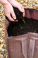 Step by step of planting seed potatoes in a growing bag - As shoots appear, cover with another layer of compost 4 inches deep and repeat this process twice more until 2 inches from the top of the bag