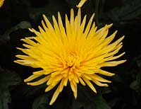 Chrysanthemum 'Delianne Yellow'