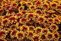 Chrysanthemum 'Yellow Orinoco'