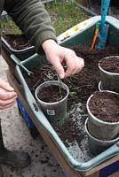 Transplanting leeks - placing the plantlet in the planting hole