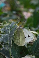 Pieris brassicae - Large white male butterfly on broccoli