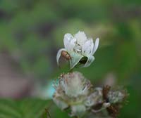 Byturus tormentosus - Adult raspberry beetle on raspberry flower