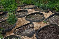 Controlling weeds between the tyres using fresh sawdust mulch