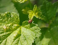 Myrrha 18 Guttata - 18 Spot ladybird on strawberry leaf