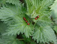 Coccinella 7 punctata - 7 Spot ladybirds on nettle leaf