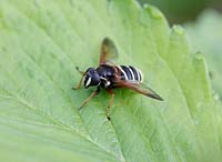 Syrphid spp -Hoverfly at rest on strawberry leaf