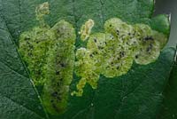 Leaf miner damage to strawberry leaf caused by caterpillars burrowing into leaf tissue