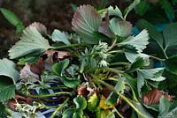 Phytophthora cactorum - Strawberry crown rot 