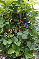 Fragaria x ananassa 'Albion Everbearer' - Strawberries ripening in plastic tray tower planter