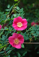 Rosa moyesii 'Geranium' 