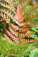 Dryopteris erythrosora - Buckler fern, showing young leaves which are orange then turning to green