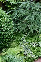 Clipped Buxus, Soleirolii, Hedera, and Adiantum ferns