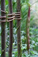 Phaseolus vulgaris 'Borlotti' beans climbing up rustic hazel poles