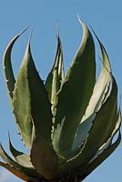 Agave salmiana - Pulque Century plant 