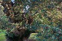 Ancient yew tree - Stanmer Park churchyard, Brightin, East Sussex