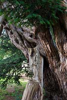 Ancient yew tree - Rotherfield churchyard, East Sussex 