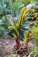 Beta vulgaris 'Mangold' - Swiss chard showing new growth after harvesting