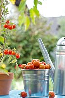 Lycopersicon pimpinellifolium - Picked Cherry tomatoes in metal bucket