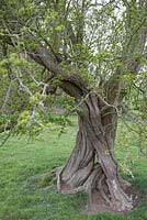 Twisted old hawthorn tree.