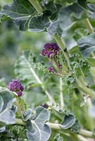 Purple sprouting broccoli 'Claret F1'