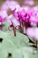 Cyclamen coum 'Pewter Group'