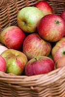 Malus 'Cox' - Apples in a basket