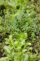 Senecio vulgaris - Groundsel growing as a weed amongst young beetroot plants