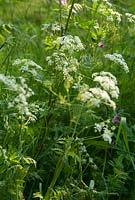 Anthriscus sylvestris - Cow Parsley in the evening light at Gowan Cottage in May